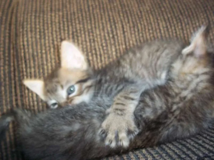 Gato ra a  idade Abaixo de 2 meses nome gatinhos