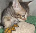 gatinhos