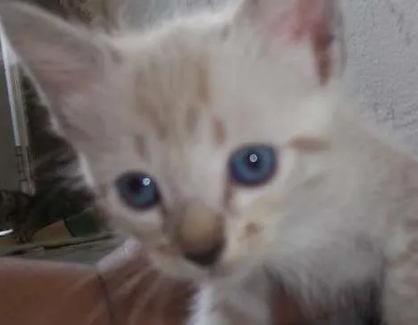 Gato ra a  idade Abaixo de 2 meses nome gatinhos
