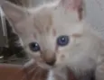 gatinhos