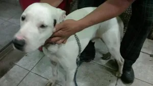 Cachorro raça Pitbull idade 1 ano nome Branco