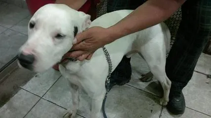 Cachorro ra a Pitbull idade 1 ano nome Branco