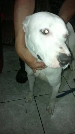 Cachorro ra a Pitbull idade 1 ano nome Branco