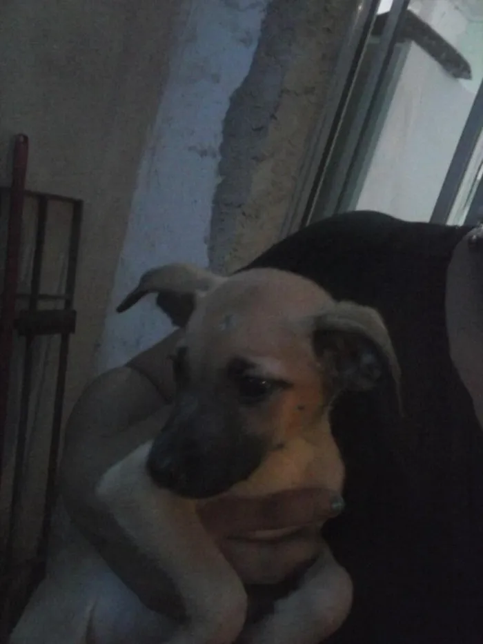 Cachorro ra a  idade 2 a 6 meses nome nao tem