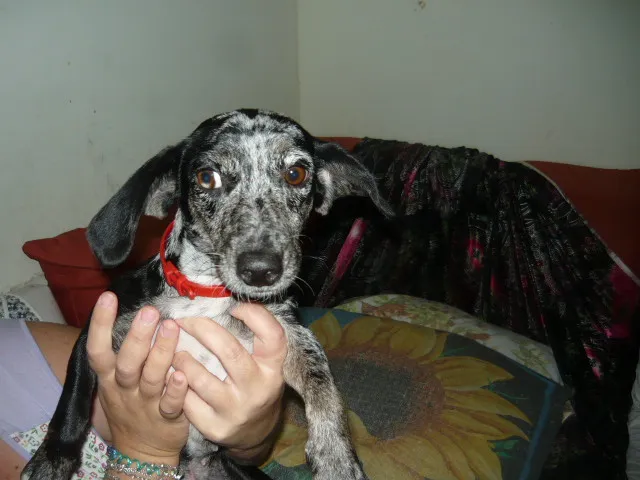 Cachorro ra a SRD idade 2 anos nome Nina