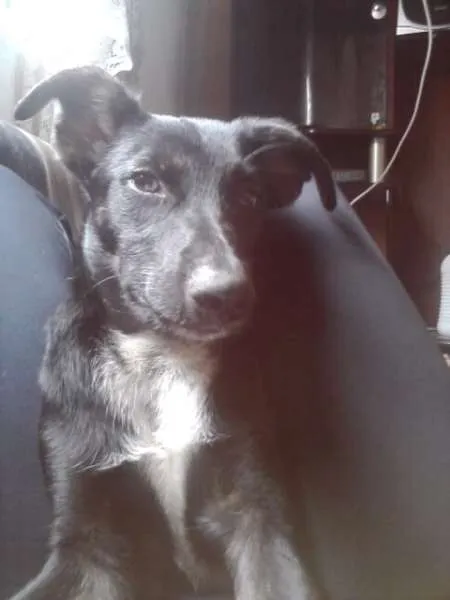Cachorro ra a Vira Lata idade 3 anos nome Buiu