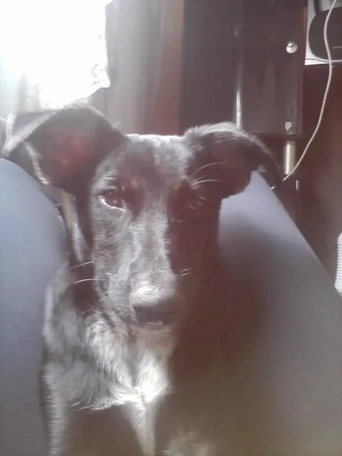 Cachorro ra a Vira Lata idade 3 anos nome Buiu