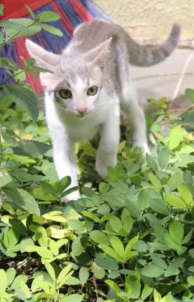 Gato ra a SRD idade 2 a 6 meses nome Adriel