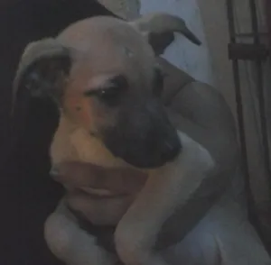 Cachorro raça  idade 2 a 6 meses nome nao tem