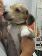 Cachorro ra a SRD idade 2 a 6 meses nome Me adota!