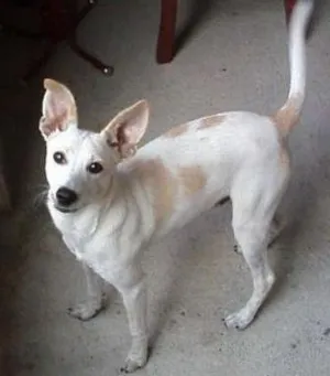 Cachorro raça Pinscher idade 7 a 11 meses nome Toby