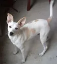 Toby