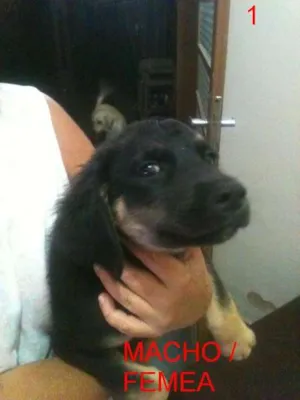 Cachorro raça Vira lata idade 2 a 6 meses nome A definir