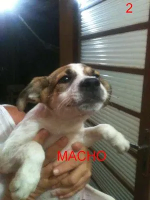 Cachorro raça Vira Lata idade 2 a 6 meses nome A definir