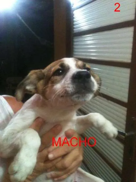 Cachorro ra a Vira Lata idade 2 a 6 meses nome A definir