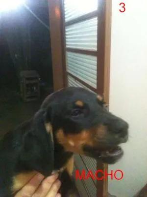Cachorro raça Vira Lata idade 2 a 6 meses nome A definir