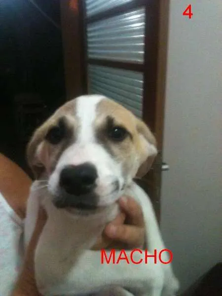 Cachorro ra a Vira Lata idade 2 a 6 meses nome A definir