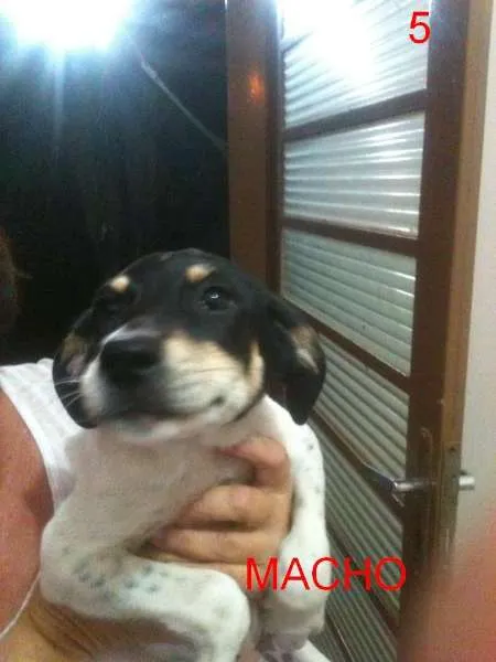 Cachorro ra a Vira Lata idade 2 a 6 meses nome A definir