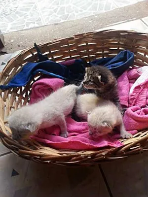 Gato raça SRD idade Abaixo de 2 meses nome Sem nome