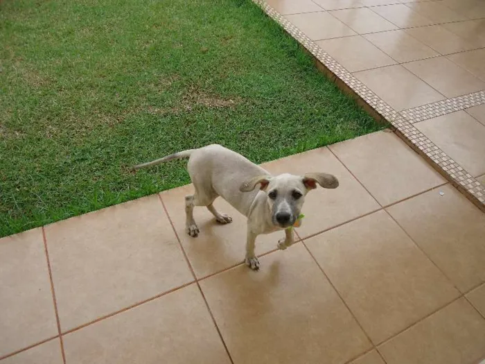 Cachorro ra a SRD idade 2 a 6 meses nome Mali