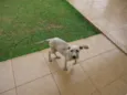 Mali
