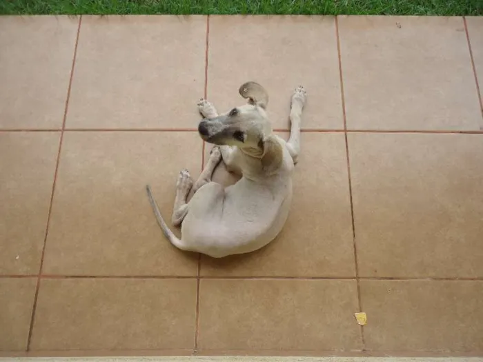 Cachorro ra a SRD idade 2 a 6 meses nome Mali