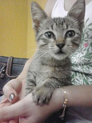 Gato raça SRD idade 2 a 6 meses nome Chiquinha
