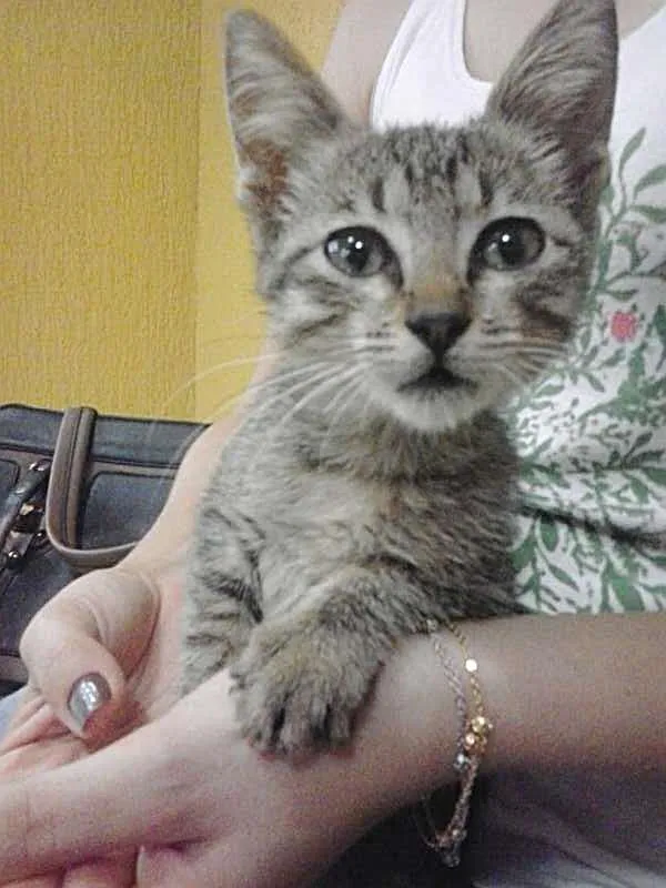 Gato ra a SRD idade 2 a 6 meses nome Chiquinha