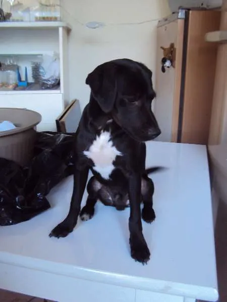 Cachorro ra a sem raça definida idade 2 a 6 meses nome Sem nome