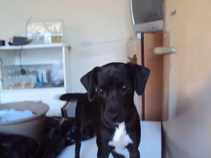 Cachorro ra a sem raça definida idade 2 a 6 meses nome Sem nome