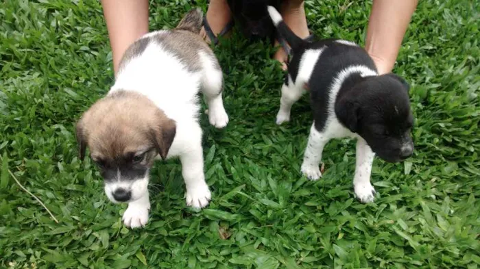 Cachorro ra a Labrador com vira lata idade Abaixo de 2 meses nome Susan e Lara