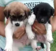 Susan e Lara