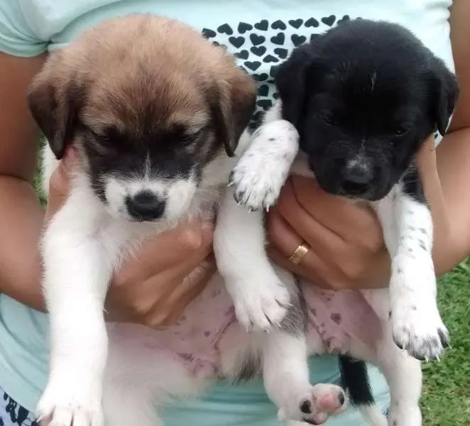 Cachorro ra a Labrador com vira lata idade Abaixo de 2 meses nome Susan e Lara