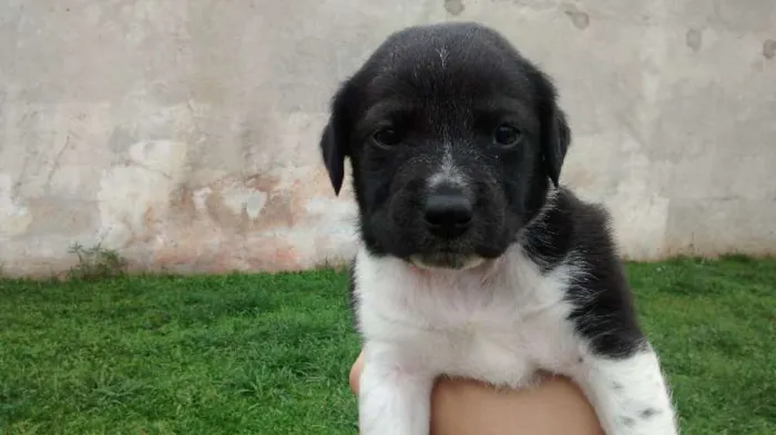 Cachorro ra a Labrador com vira lata idade Abaixo de 2 meses nome Susan e Lara
