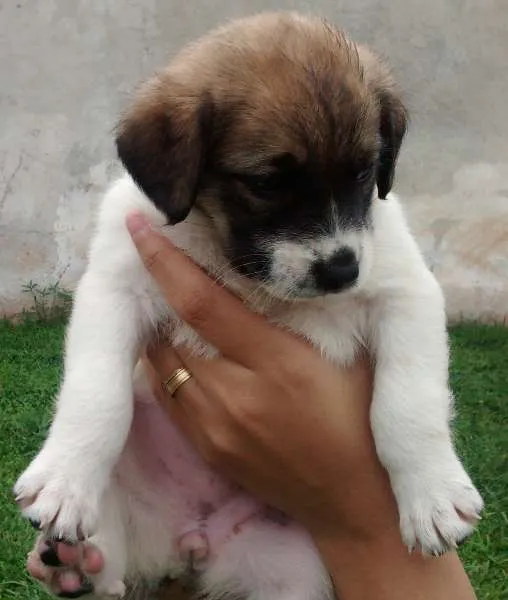 Cachorro ra a Labrador com vira lata idade Abaixo de 2 meses nome Susan e Lara