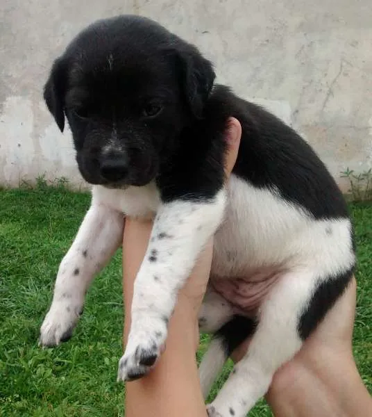 Cachorro ra a Labrador com vira lata idade Abaixo de 2 meses nome Susan e Lara
