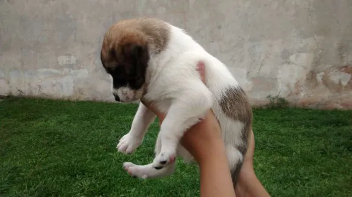 Cachorro ra a Labrador com vira lata idade Abaixo de 2 meses nome Susan e Lara