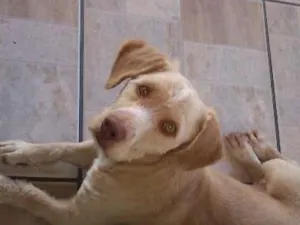 Cachorro raça Cocker com Labrador idade 1 ano nome Thor