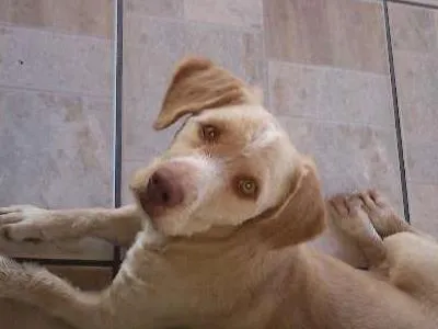 Cachorro ra a Cocker com Labrador idade 1 ano nome Thor