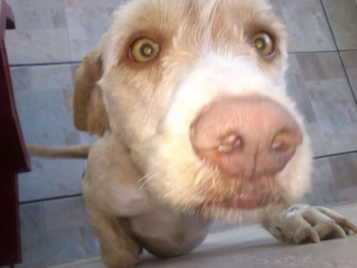 Cachorro ra a Cocker com Labrador idade 1 ano nome Thor