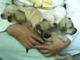JACK, POLAR, WINDYS
