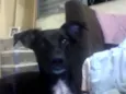Buiu