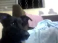 Buiu
