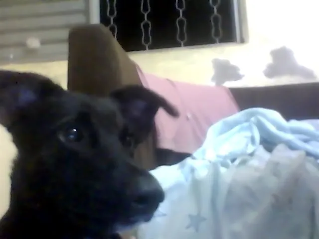 Cachorro ra a Vira Lata idade 3 anos nome Buiu