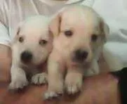 Cachorro ra a SRD idade Abaixo de 2 meses nome JACK, POLAR, WINDYS