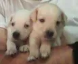 JACK, POLAR, WINDYS