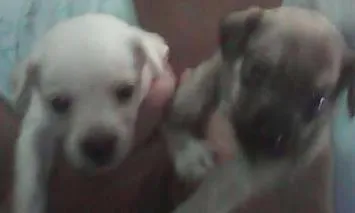 Cachorro ra a SRD idade Abaixo de 2 meses nome JACK, POLAR, WINDYS