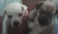 JACK, POLAR, WINDYS