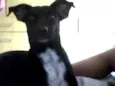 Buiu