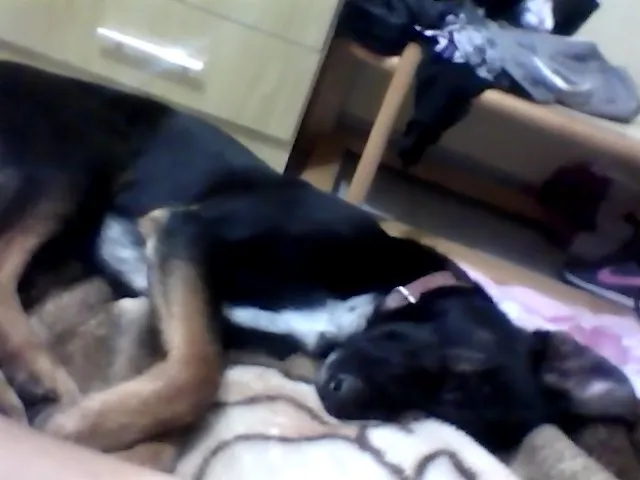 Cachorro ra a Vira Lata idade 3 anos nome Buiu